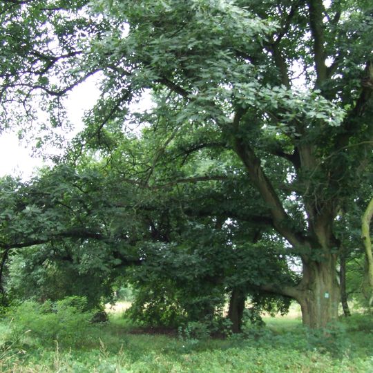 Manor park in Gończyce