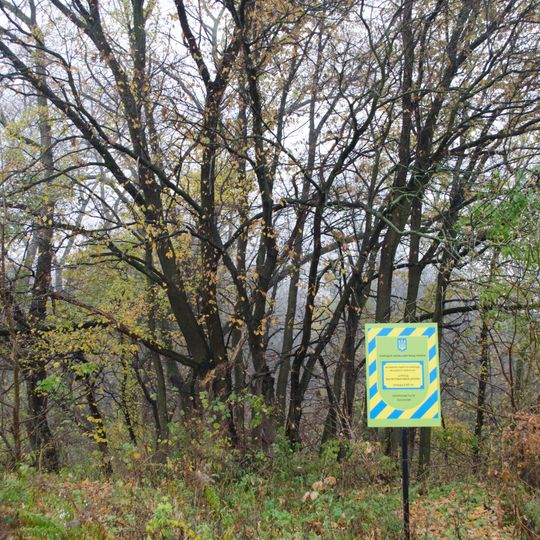 Group of centuries-old oaks