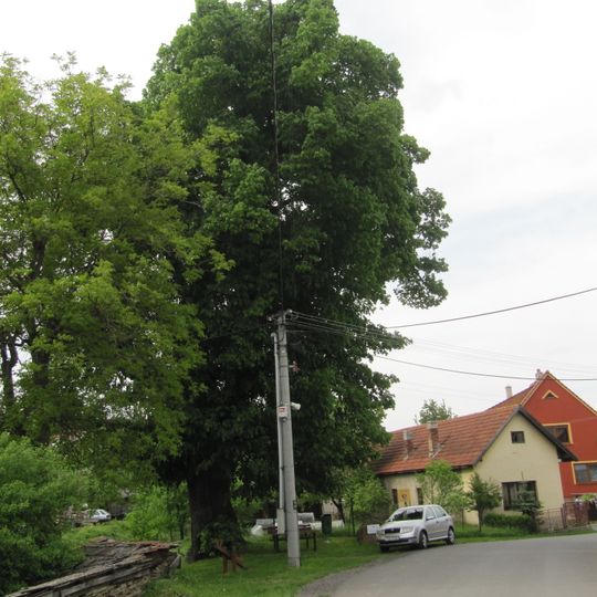 Lípa v Šanově