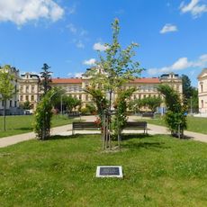 Lípa republiky v parku Výstaviště