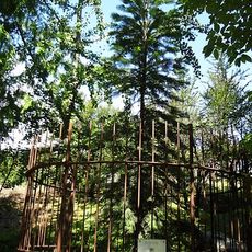 Wollemia nobilis