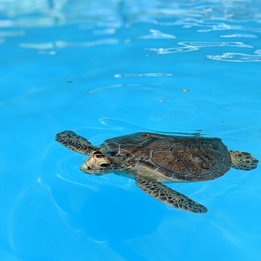 Turtle Hospital