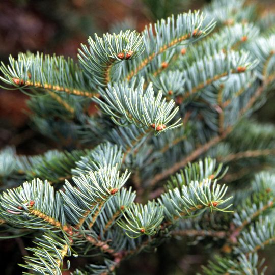 Riserva regionale Abetina di Laurenzana