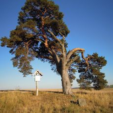 Pine near Nové Sady