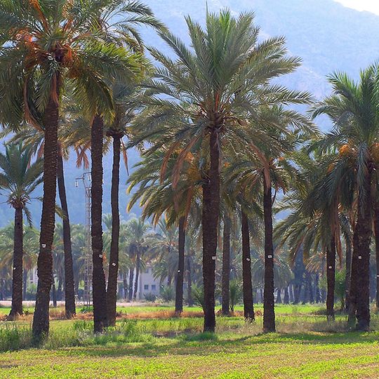 Orihuela Palm Grove