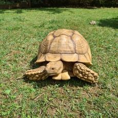 La Ferme des Reptiles