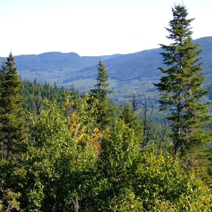 Laurentides Wildlife Reserve