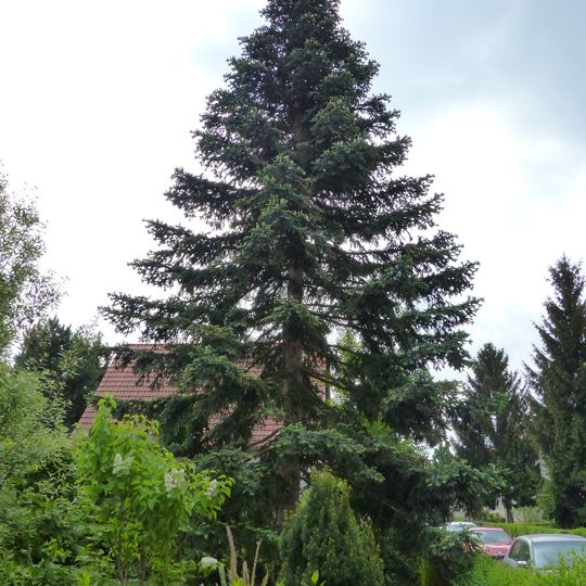Spanish fir Wittenstraße 1