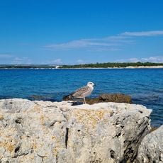Coral beach
