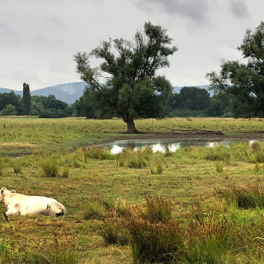 Bückeburger Niederung