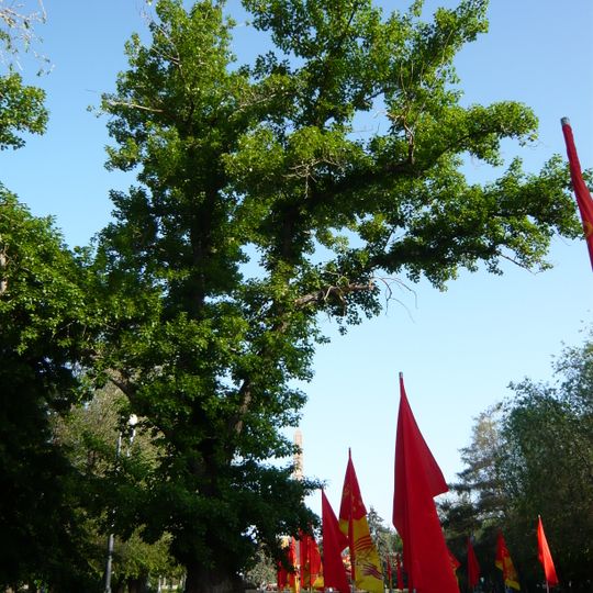 Poplar on Square of Fallen Fighters in Volgograd