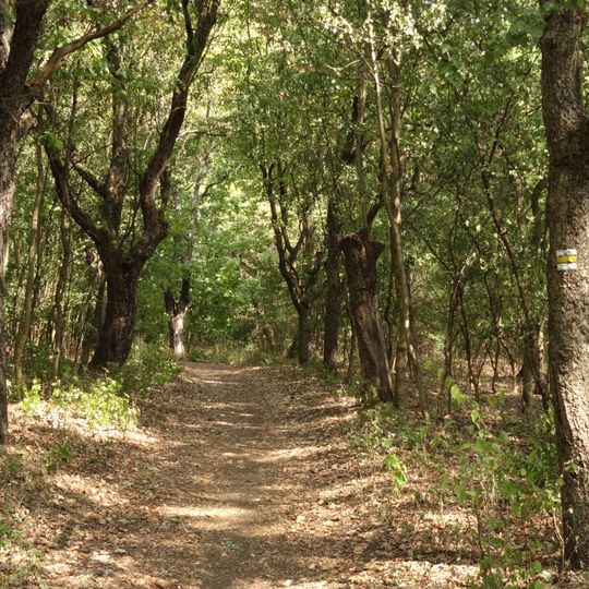 Břeková alej na Závisti