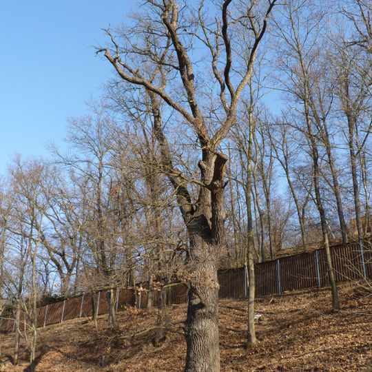 Dub letní v Bystrci I.