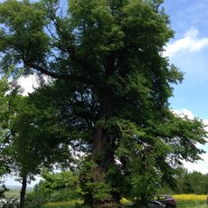 Tausendjährige Linde in Antiesen