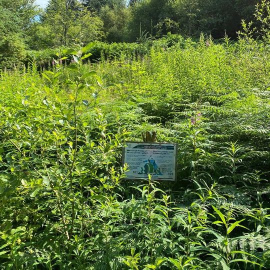 Cynwyd Forest Quarry