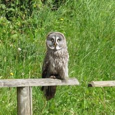 Espace des rapaces