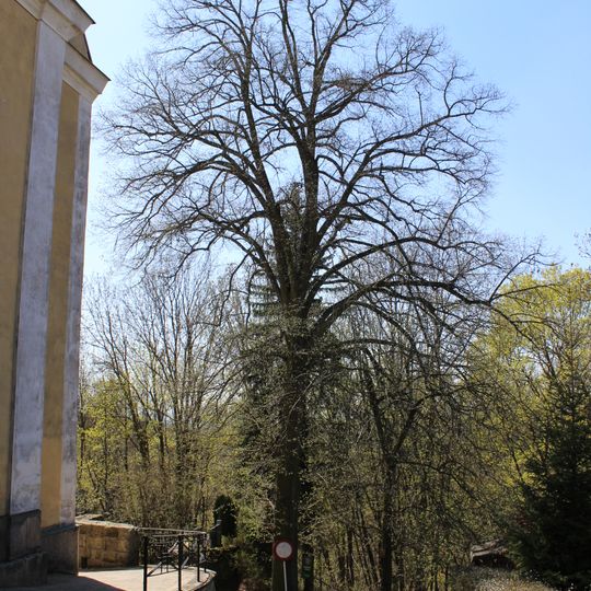 Famous Tilia cordata in Loučky