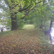 36 ks Dub letní, 1 ks Habr obecný, 1 ks Olše lepkavá