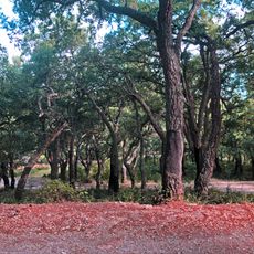 Querceti sempreverdi di Geraci Siculo e Castelbuono