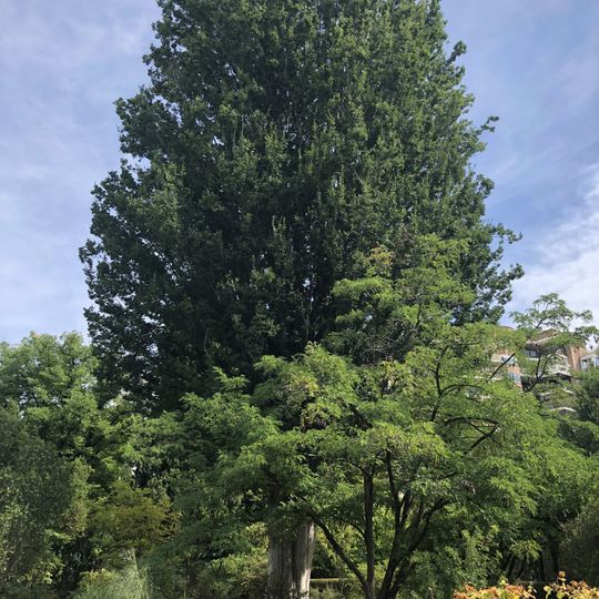 Olmo del Cáucaso en el Real Jardín Botánico