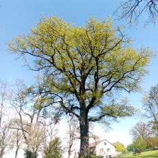 Eiche alter Friedhof