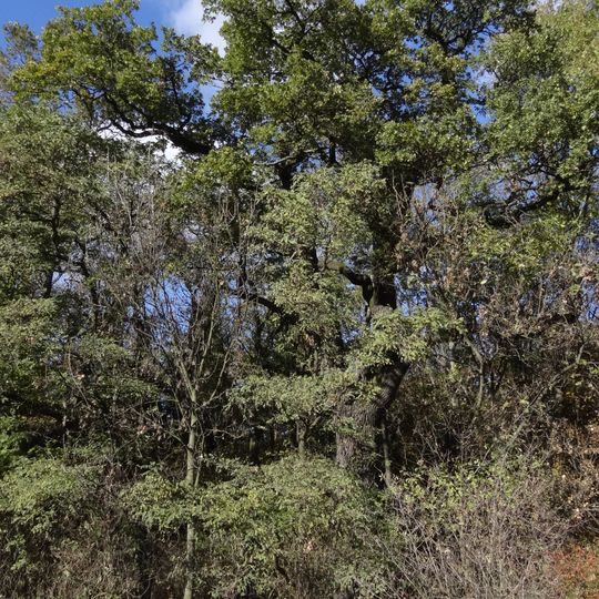 Duby letní v Cholupické bažantnici