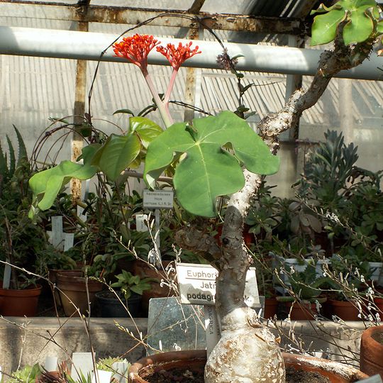Botanical garden of the Bulgarian Academy of Sciences