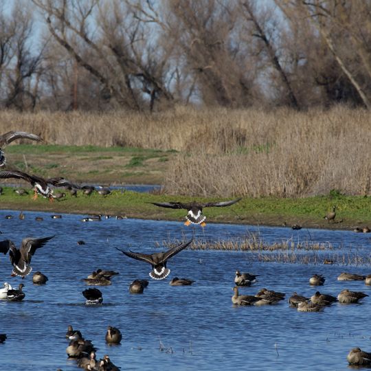 Colusa National Wildlife Refuge