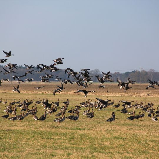 Aland-Elbe-Niederung