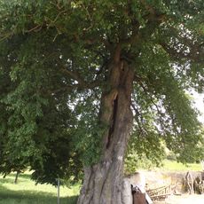 Hrušeň obecná v Dolní Radouni