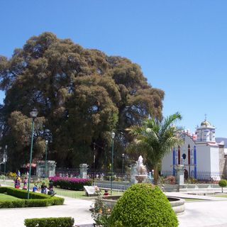 Árbol del Tule