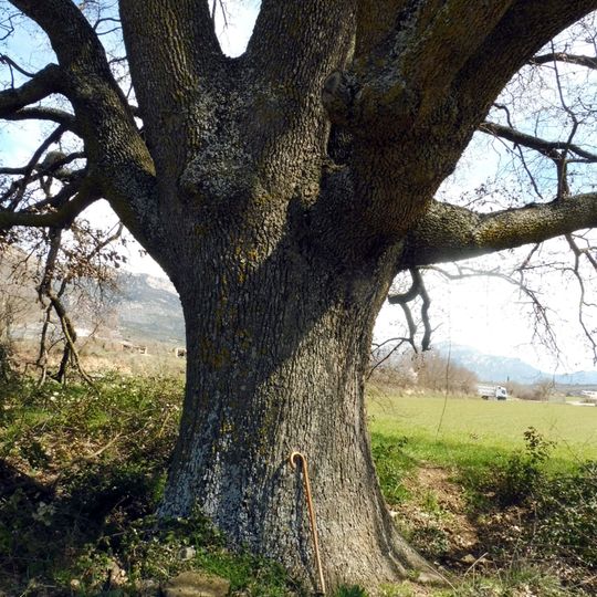 Roure del Corp de Montardit