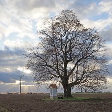Honsova lípa u Nemyslovic