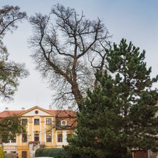 Lípa ve Staré Boleslavi 1