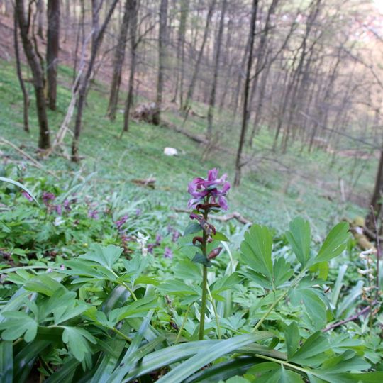 Pflanzenstandort Wurmhalde
