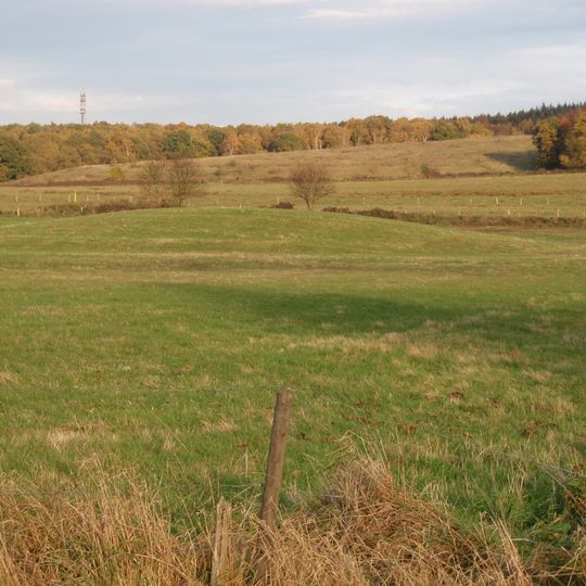 Niederungsmotte Niederpleis