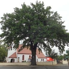 Naturdenkmal Stieleiche