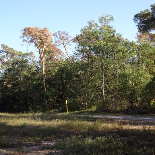 Sanddünenflora bei Seeheim