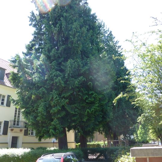Naturdenkmal Riesen-Lebensbäume in Babelsberg Nord Stubenrauchstraße 11, 14482 Potsdam; Flur 4, Flurstück 145 in Potsdam