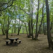 Forêt de la Roche Turpin