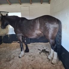 Hillside Shire Horse Sanctuary