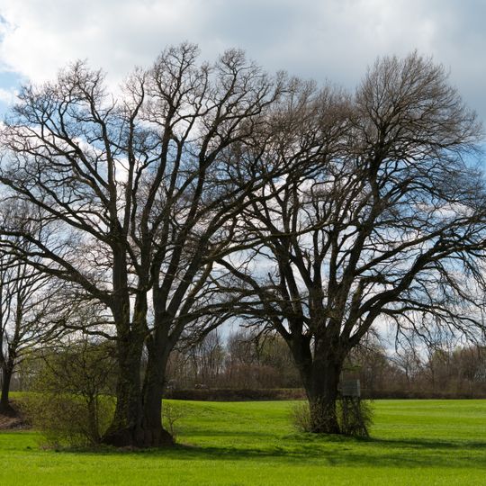 Eichenpaar Kirchdorf am Inn