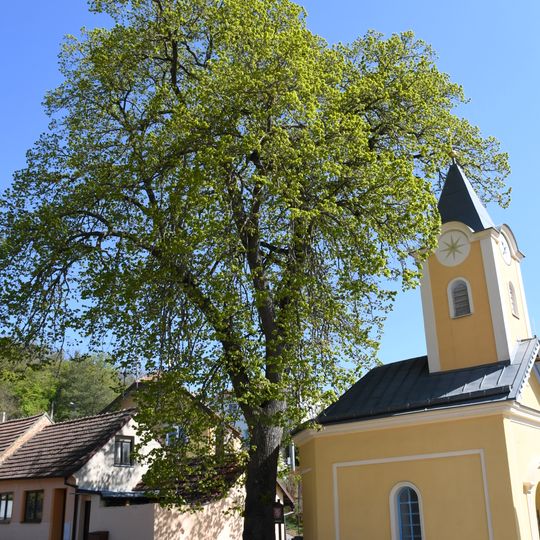 Lípa u kaple Proměnění Páně
