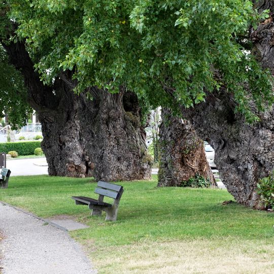 Baumgruppe: 4 Kanadische Pappeln