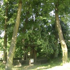 St. Vitus Linden Tree