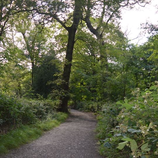 Hampstead Heath Woods