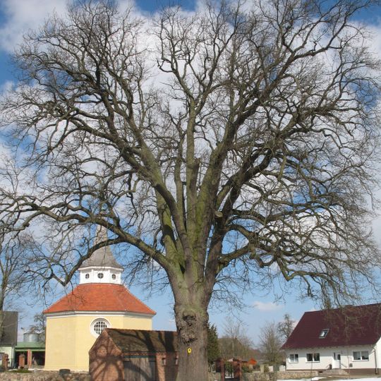 Naturdenkmal Eiche Dorfanger in Glienicke