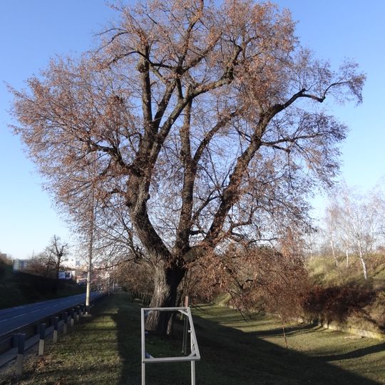 Lípa srdčitá na Vídeňské