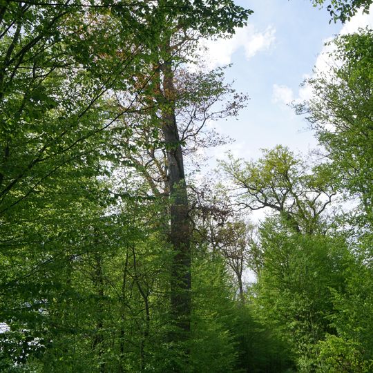 Waldbiotop Eichen-Altholz NO Schönaich