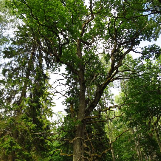 Área de Conservação da Paisagem de Rava